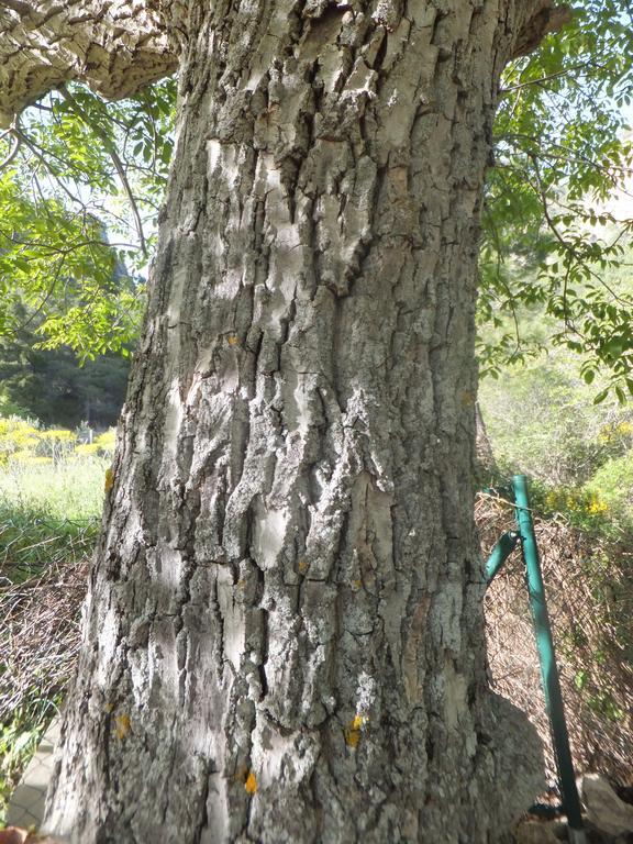 Affittacamere La Limonera Riópar Esterno foto